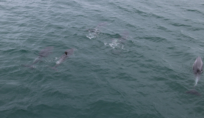 Delphine im Wasser
