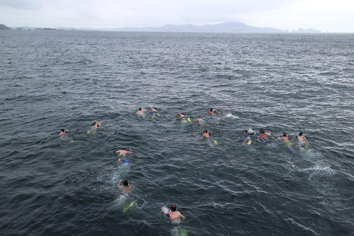 Delphinschwimmer im Wasser