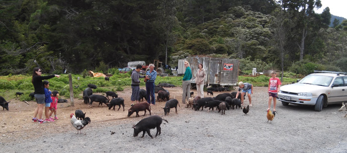 Wildschweine auf der Straße
