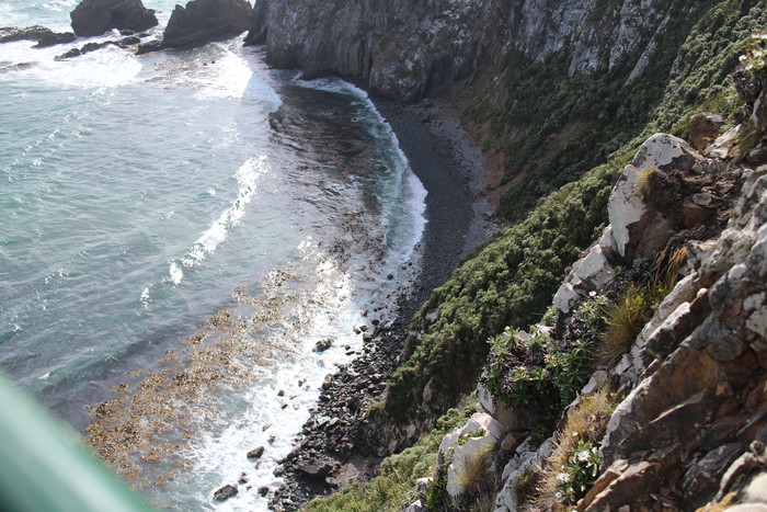 Die Klippen bei Nugget Point