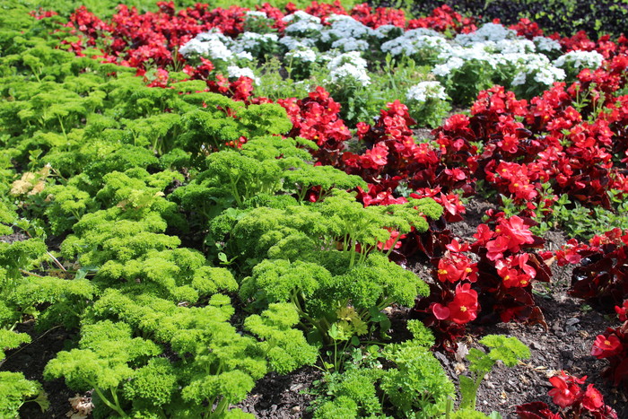 Dunedin - Petersilie im Blumenbeet