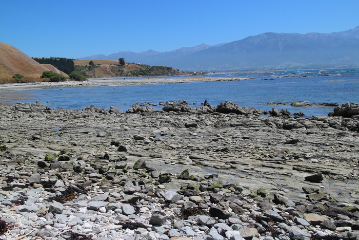 Robbe am Aussichtpunkt bei Kaikoura (wer sie findet darf ssich freuen)