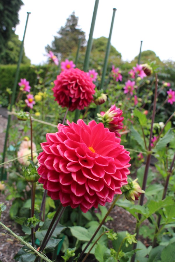 20181225 Christchurch Dahlien