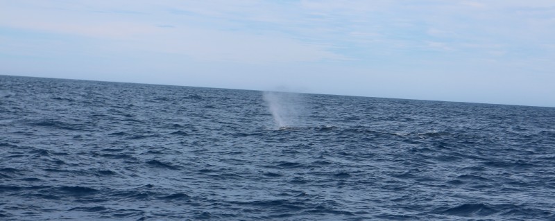 20190113 Whales Blow