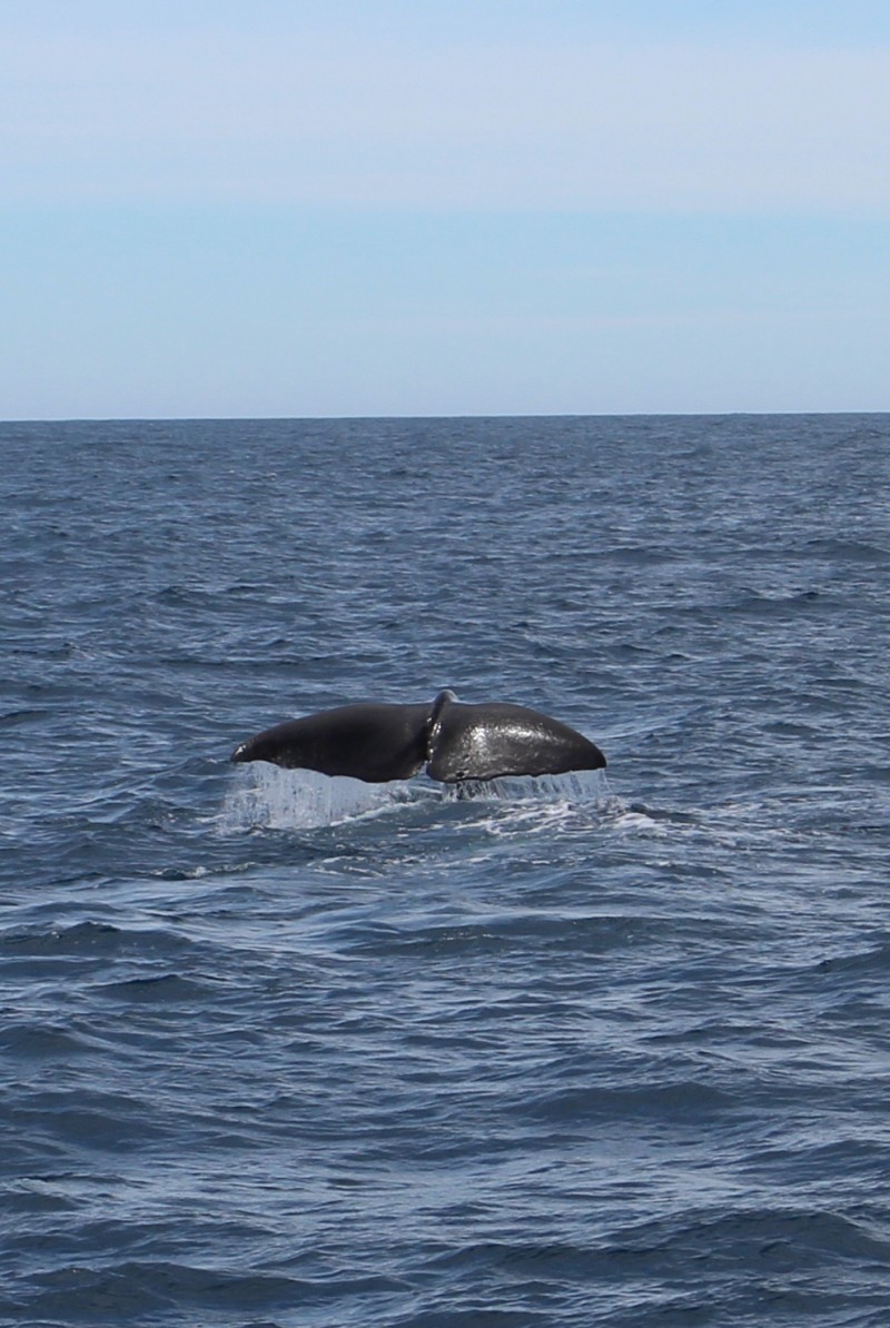 20190113 Whales Flosse 2