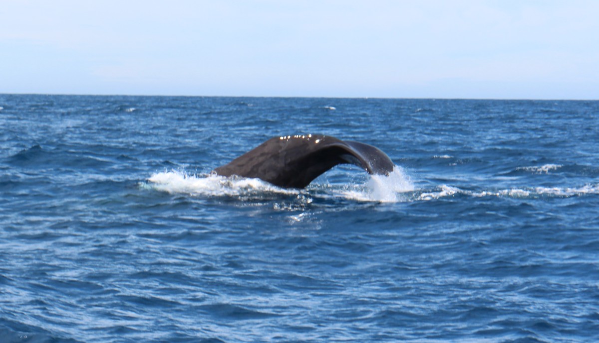 20190113 Whales Flosse