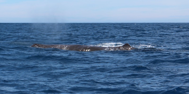 20190113 Whales Ruecken