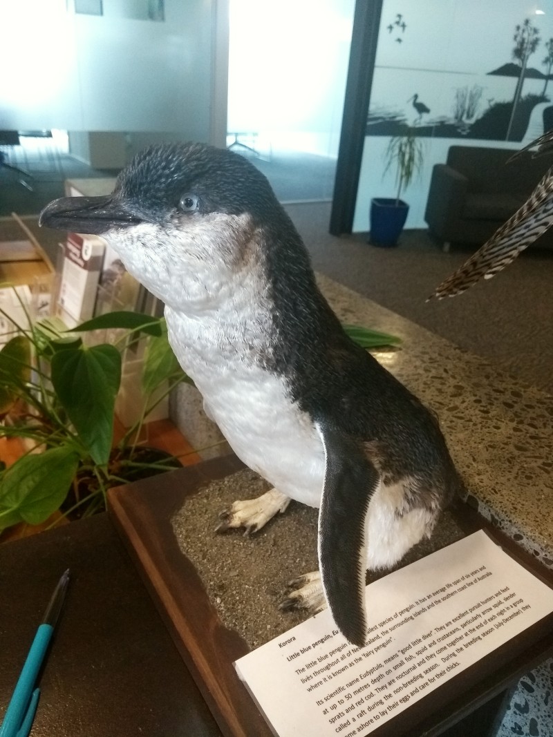 20190116 DOC Pinguin