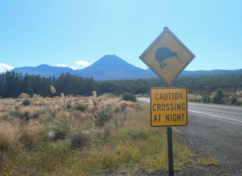 20190117 Kiwi Crossing
