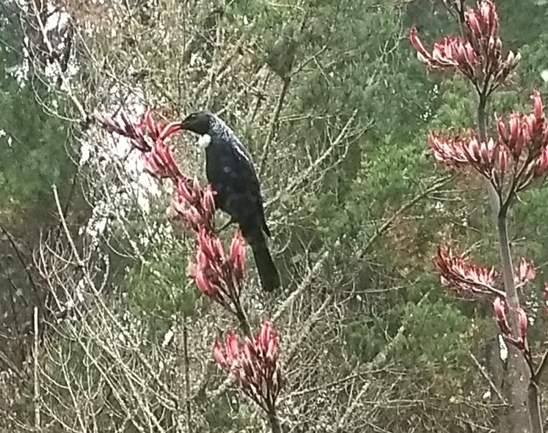 20190119 Tui Vogel