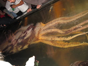 Giant Squid